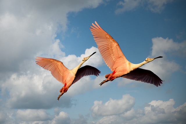 par flamingoer flyver frit